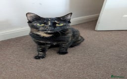 Domestic Shorthair cats for sale: Female Tabby Cat  - Image 1
