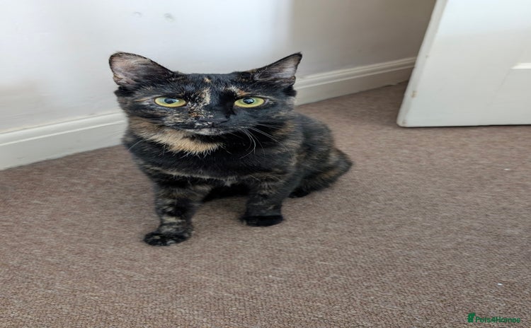 Domestic Shorthair cats - Advert 6