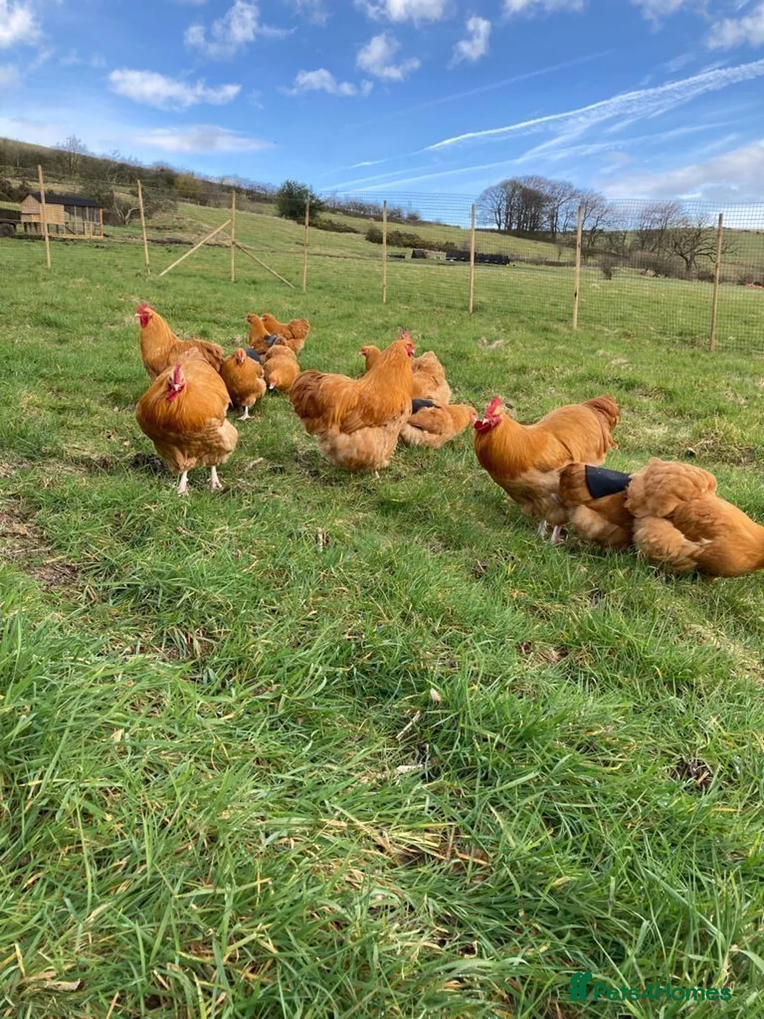 Chickens poultry for sale: White silkies and buff Orpingtons  - Advert 1