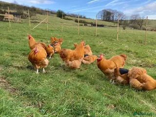 Chickens poultry White silkies and buff Orpingtons - Advert 7