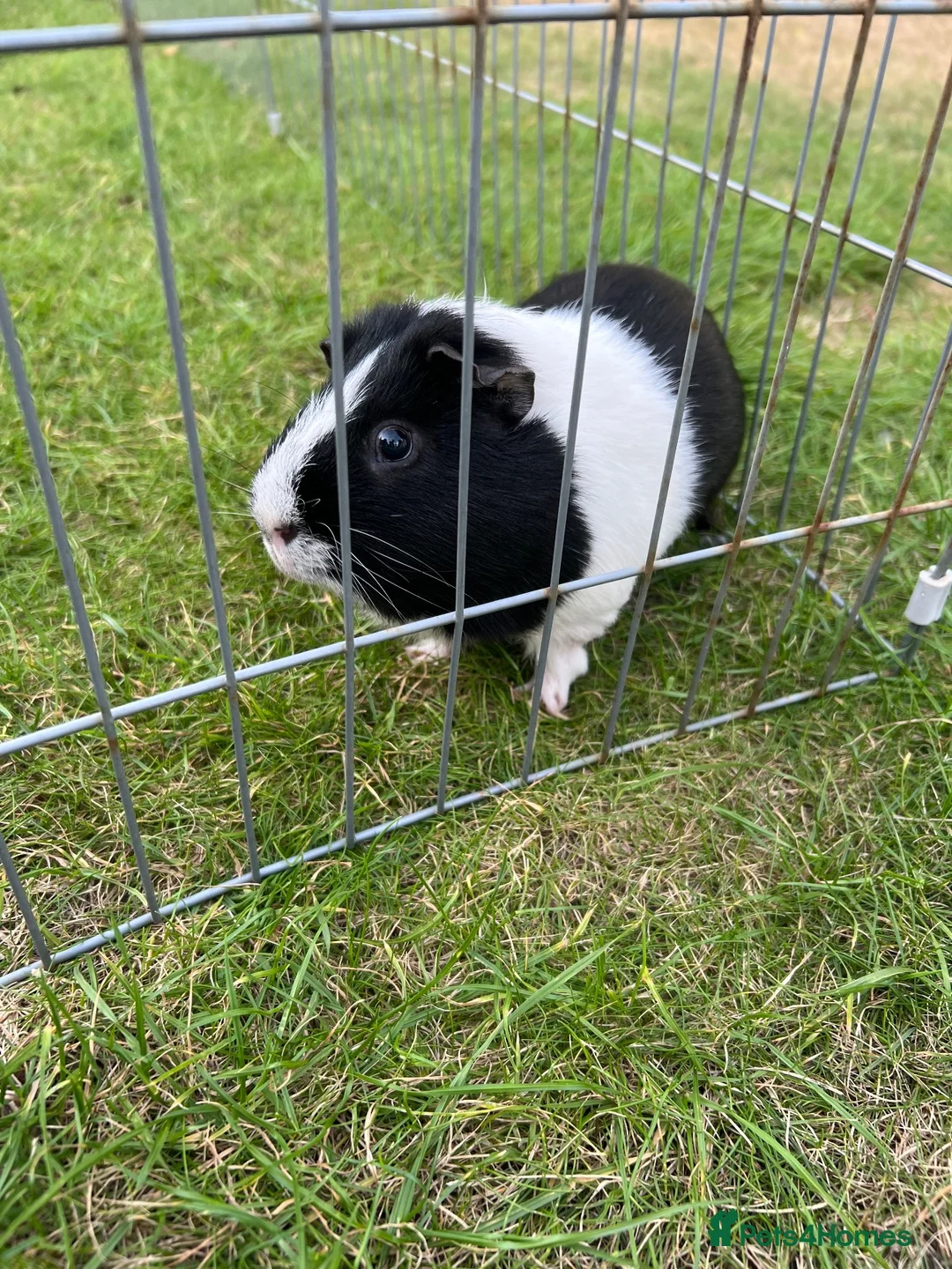 Guinea Pig rodents for sale: 2 Male Guinea Pigs in Liverpool - Advert 8