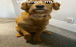 Labradoodle dogs for sale: Stunning F1bb miniature labradoodle puppies - Image 13