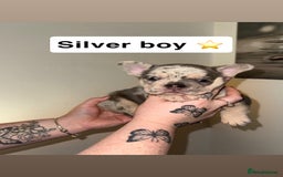 French Bulldog dogs for sale: Frenchie litter - Image 3