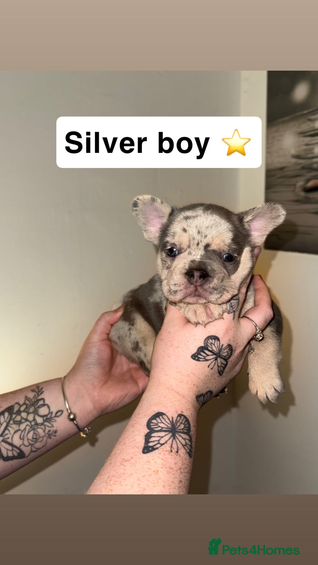 French Bulldog dogs for sale: Frenchie litter - Image 3