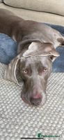 Weimaraner dogs - Advert 2