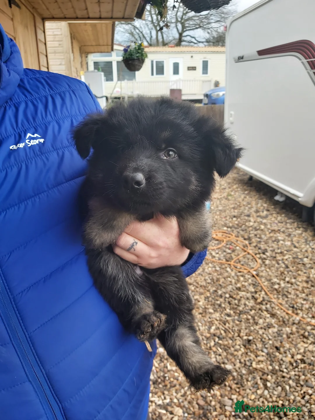 German Shepherd dogs for sale: 6 German shepherd pups - Advert 9