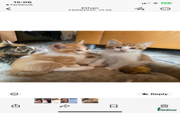 Domestic Shorthair cats for sale: Dog friendly!  - Image 2
