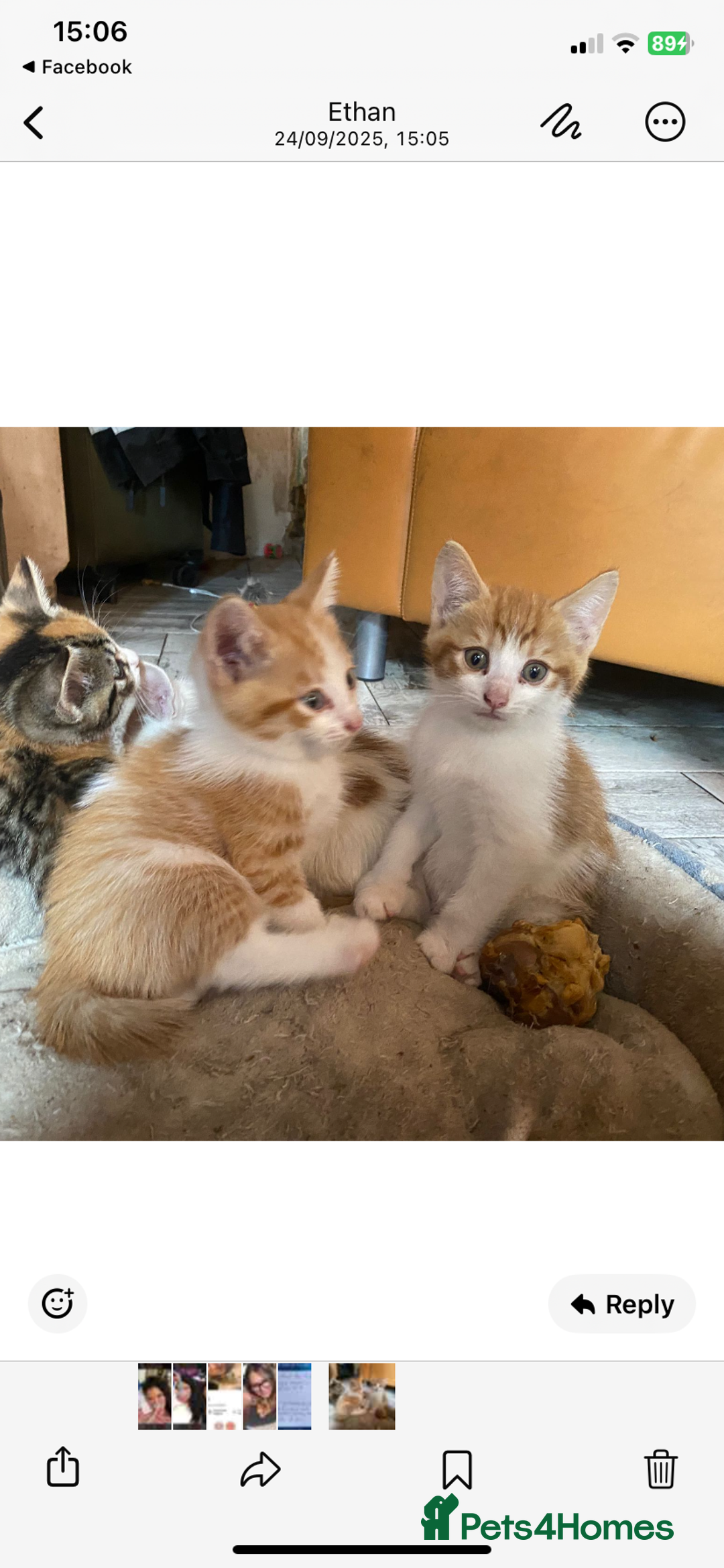 Domestic Shorthair cats for sale: Dog friendly!  - Image 2