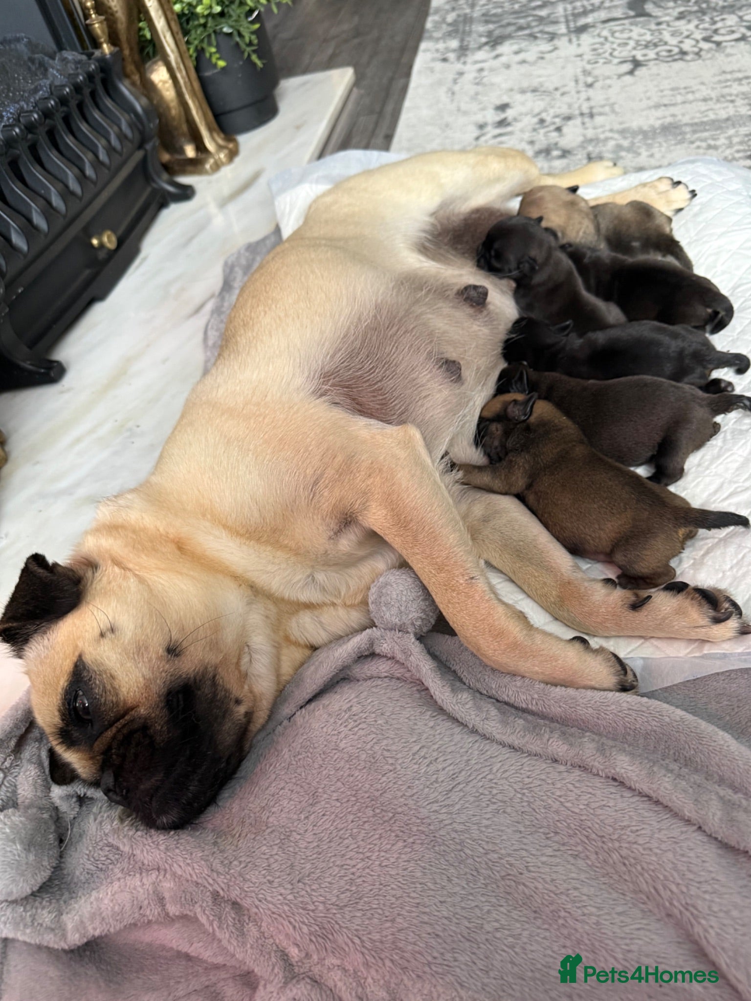 Pug dogs Pug Puppies ❤️🩵🩷💙💚💛 - Advert 1