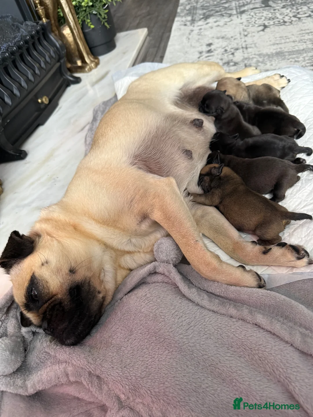 Pug dogs for sale: Pug Puppies ❤️🩵🩷💙💚💛 - Advert 2