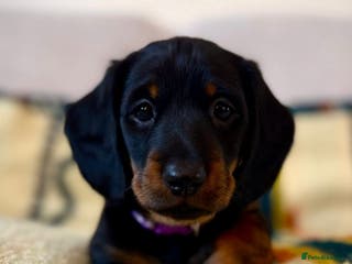 Dachshund dogs Beautiful Dachshund Puppies – KC Registered Lines - Advert 2