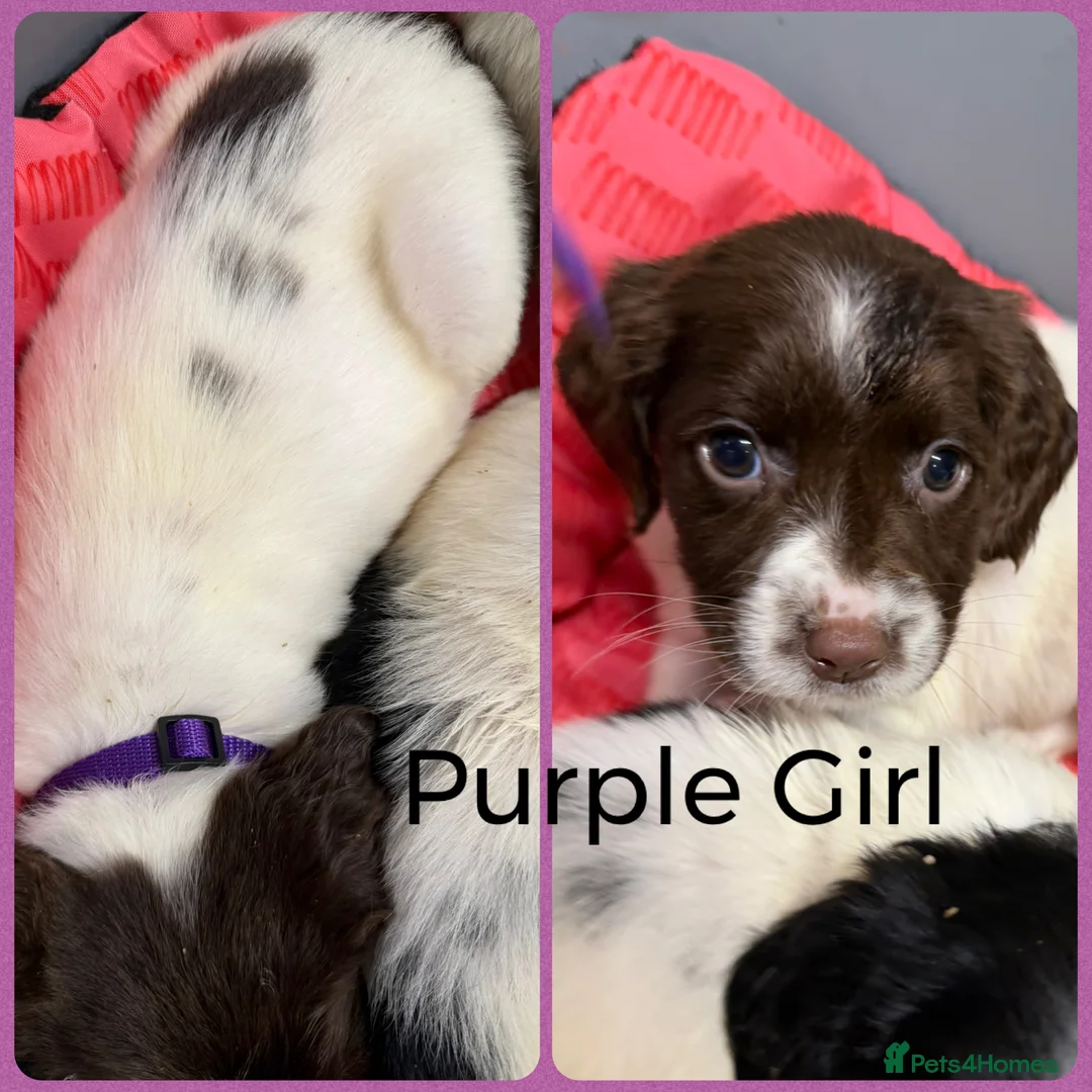 English Springer Spaniel dogs for sale: KC Registered English Springer Spaniel Pups - Advert 8