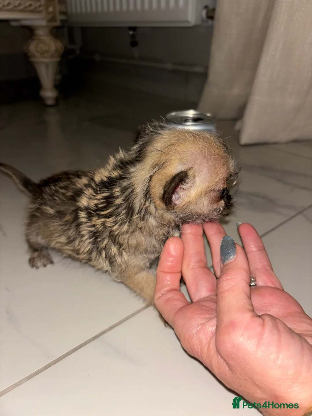 Chihuahua dogs for sale:  **  Chihuahua in Halstead - Advert 9