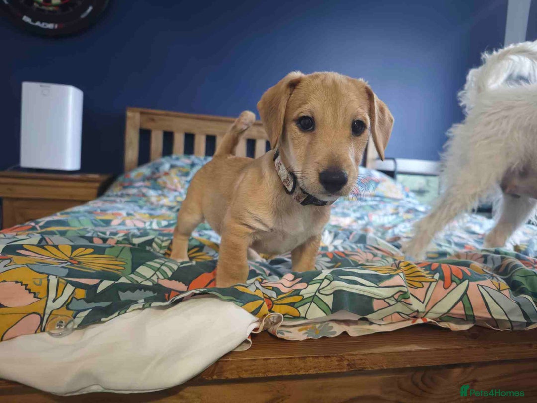 Mixed Breed dogs for sale: Parson Russell Cross Puppies  - Image 1