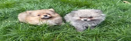 Pomeranian dogs for sale: Beautiful friendly and playful puppys pomeranians - Advert 9