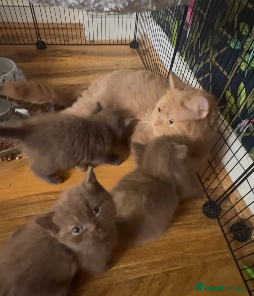 British Shorthair cats for sale: Stunning chocolate kittens available  - Advert 2