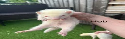 Ferret rodents for sale: 2 Hobs 1 Jills all albino ready to go  - Advert 6