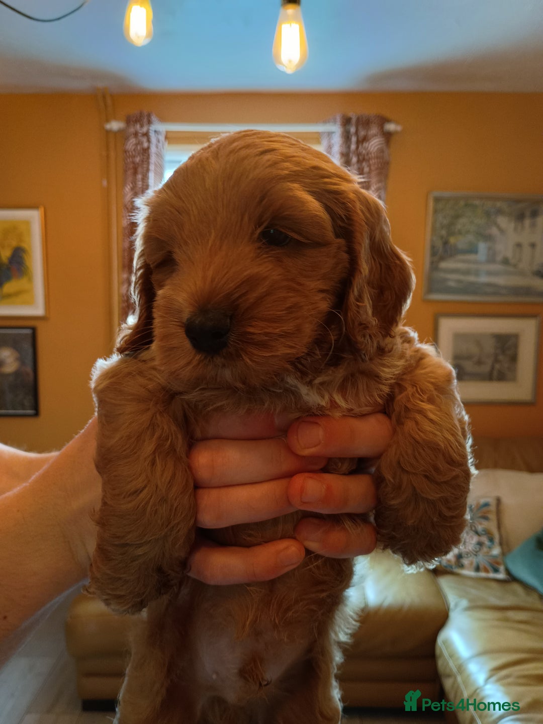 Cockapoo dogs for sale: Beautiful Cockapoo Pups  - Image 17