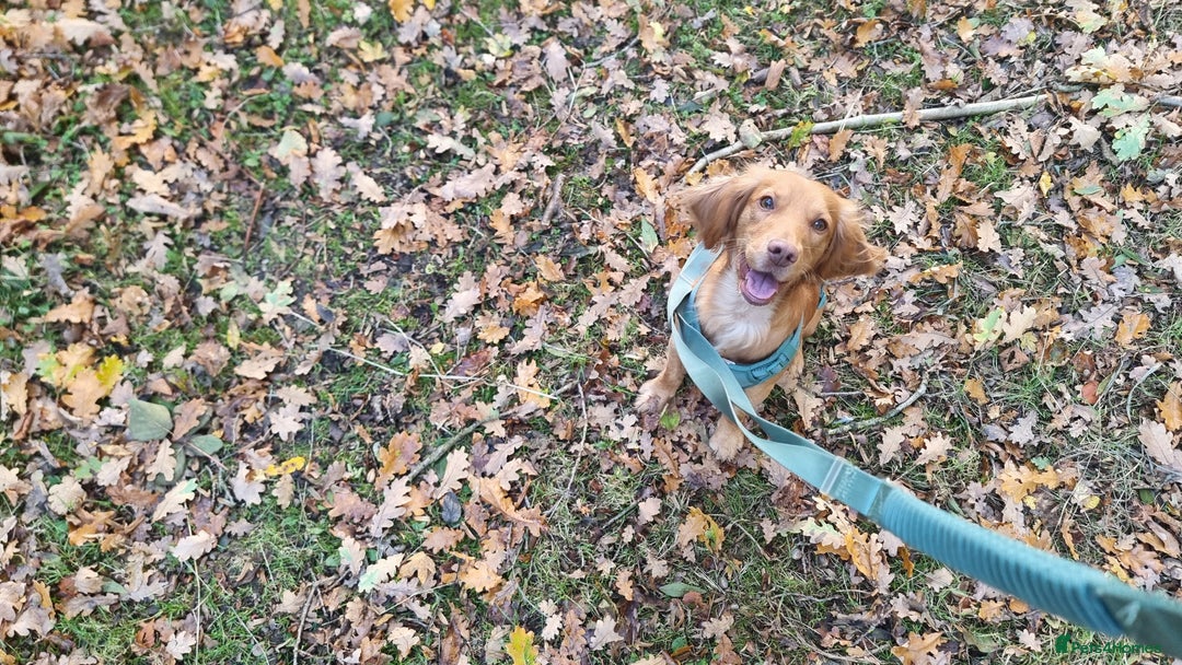 Cockapoo dogs for sale: Stunning litter of cockapoos, 2 males, 3 females - Advert 7