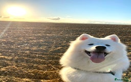 Samoyed dogs for sale: Fluffy, Friendly 3 year old Samoyed - Image 5