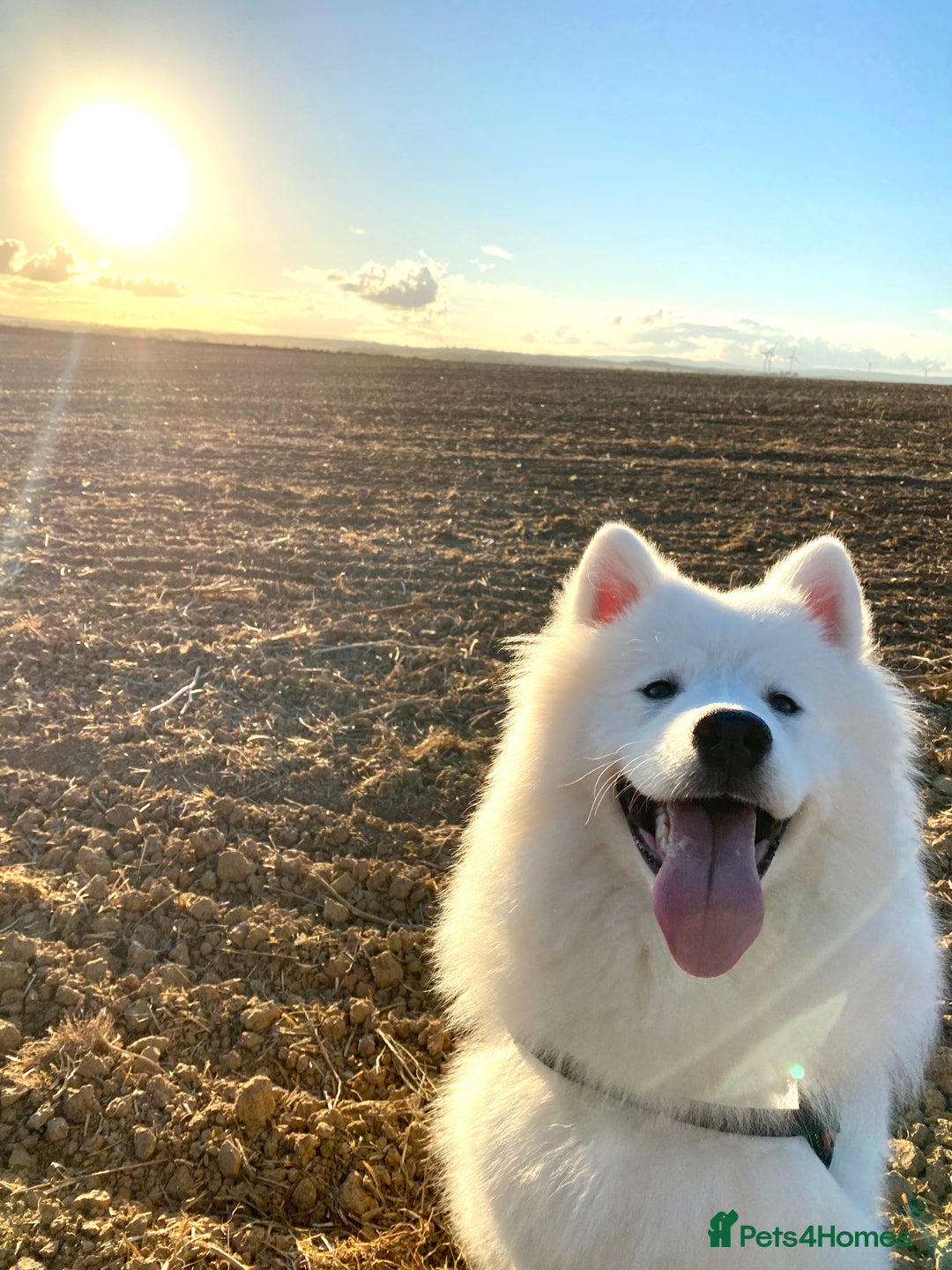 Samoyed dogs for sale: Fluffy, Friendly 3 year old Samoyed - Image 5