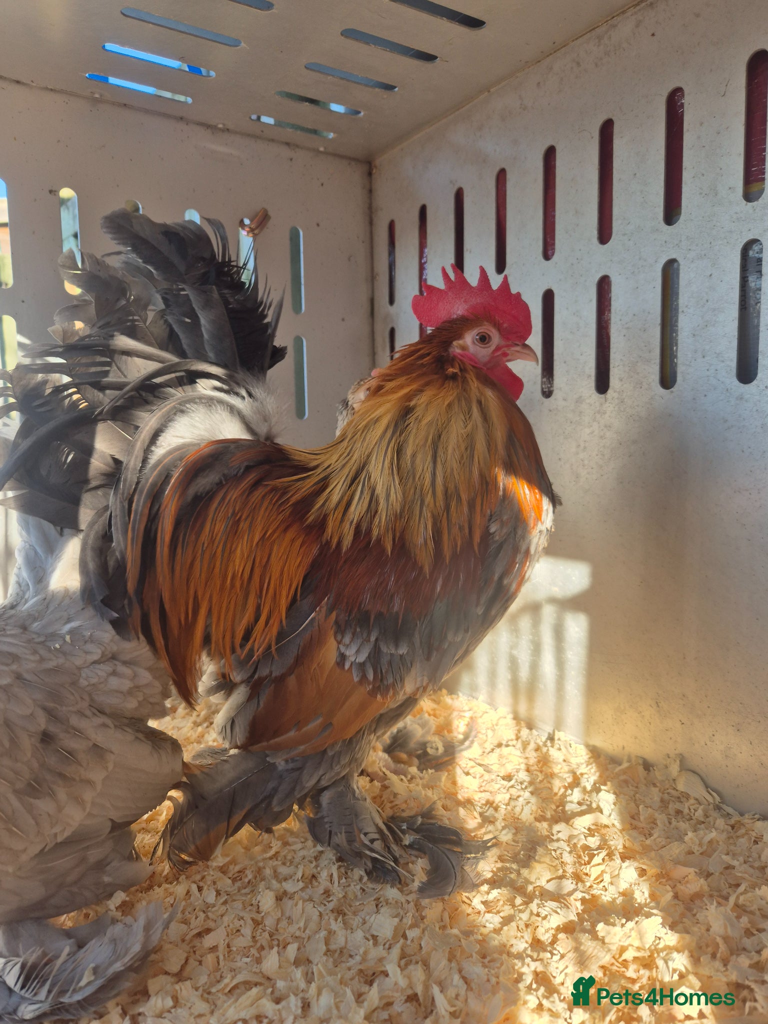 Chickens poultry 💙 EXHIBITION STOCK- SABLEPPOT HATCHING EGGS🥚 - Advert 2