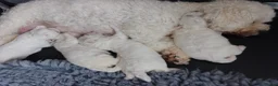 Bichon Frise dogs for sale: Pedigree Bichon Frise Puppies in Bedford - Advert 3