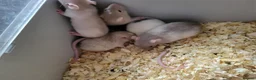 Rat rodents for sale: Siamese and fawn friendly rats - Advert 8
