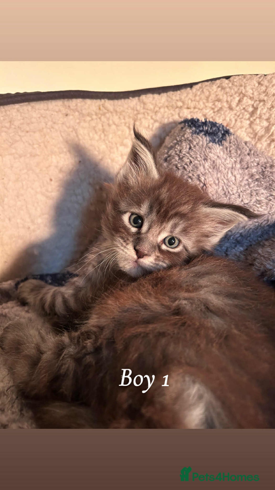 Maine Coon cats for sale: Mainecoon Kittens  - Image 15