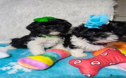 Shih Tzu dogs for sale: Shih Tzu puppies 1 boy available Redy Now!!! - Image 13