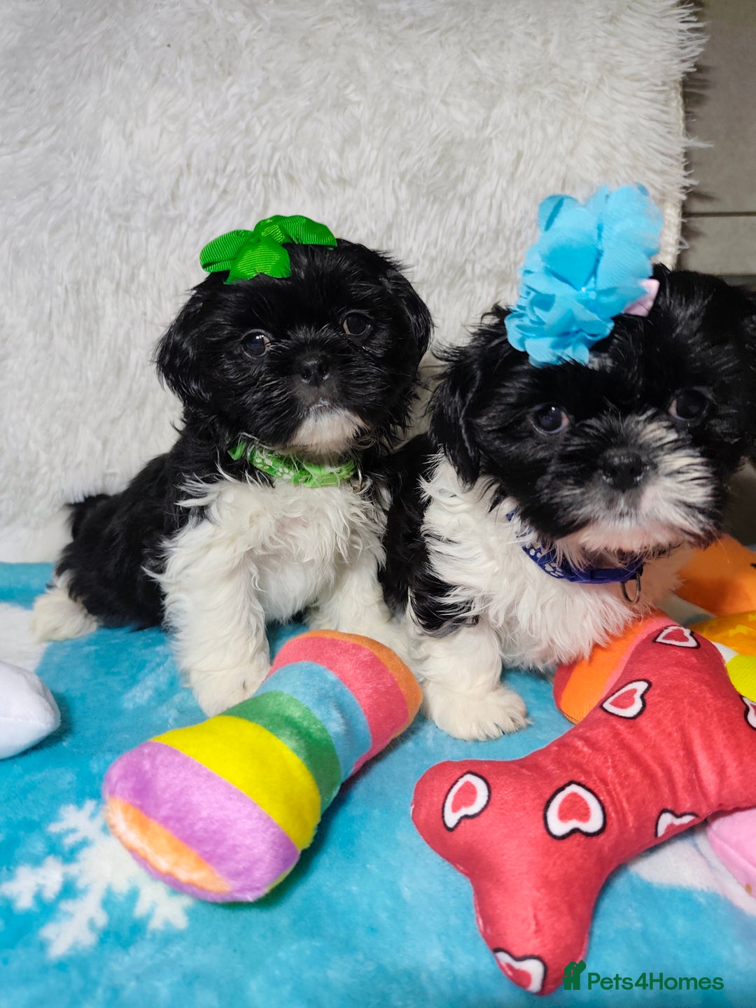 Shih Tzu dogs for sale: Shih Tzu puppies 1 boy available Redy Now!!! - Image 13