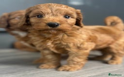 Cockapoo dogs for sale: Cockapoo puppies  - Image 7