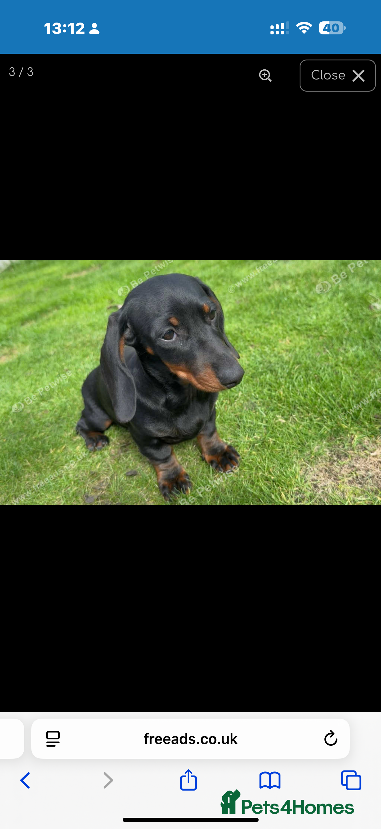 Dachshund dogs Miss lady  - Advert 1
