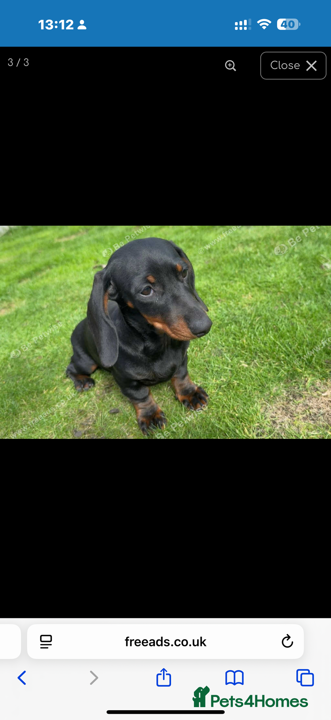 Dachshund dogs for sale: Miss lady  - Advert 1