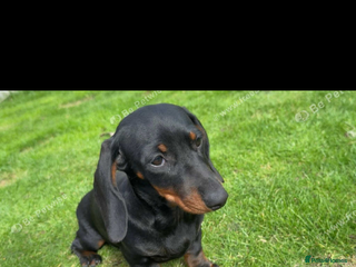 Dachshund dogs Miss lady - Advert 1