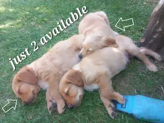Golden Retriever dogs GOLDEN RETREVER KC PUPPIES - Advert 17