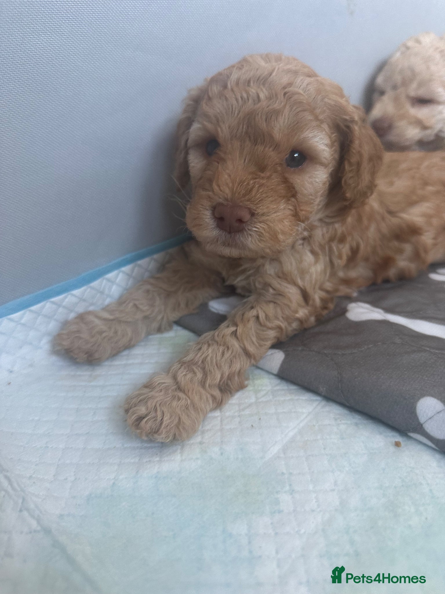 Cockapoo dogs F2b Cockapoo puppies for sale - Advert 9