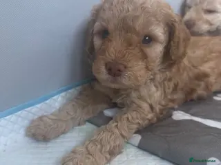 Cockapoo dogs F2b Cockapoo puppies for sale - Advert 9