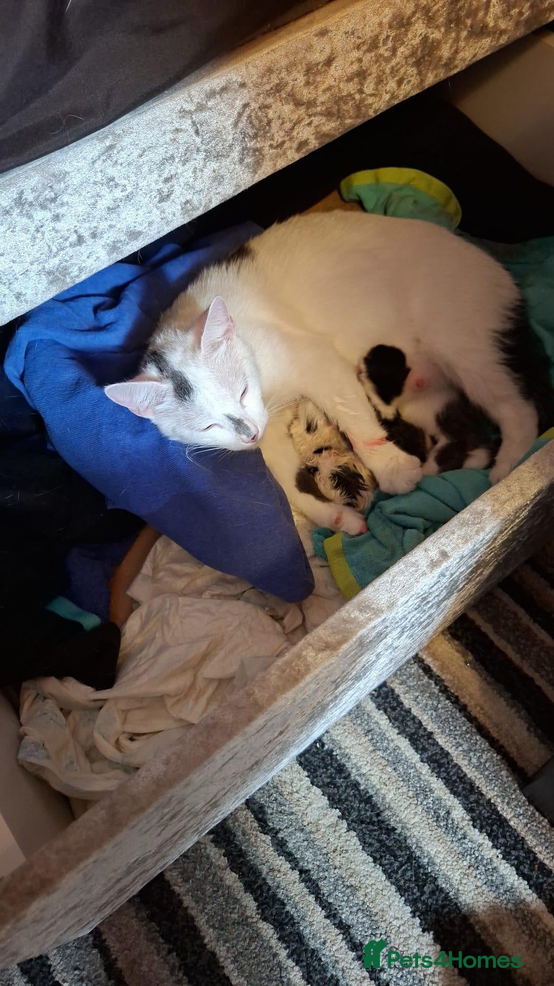 Mixed Breed cats White with black spots.  - Advert 3