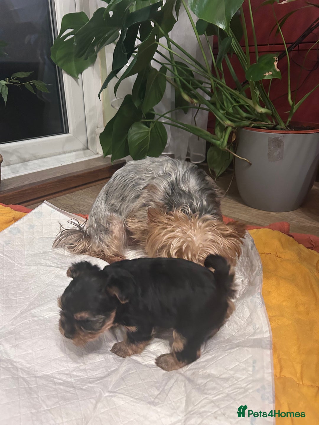 Yorkshire Terrier dogs for sale: Yorkishire Terrier puppy - Image 3