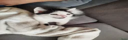 British Shorthair cats for sale: Kittens ready for their new family home  - Advert 6