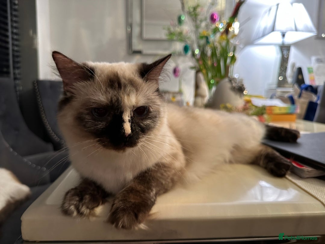 Ragdoll cats for sale: Ragdolls kittens  - Image 10