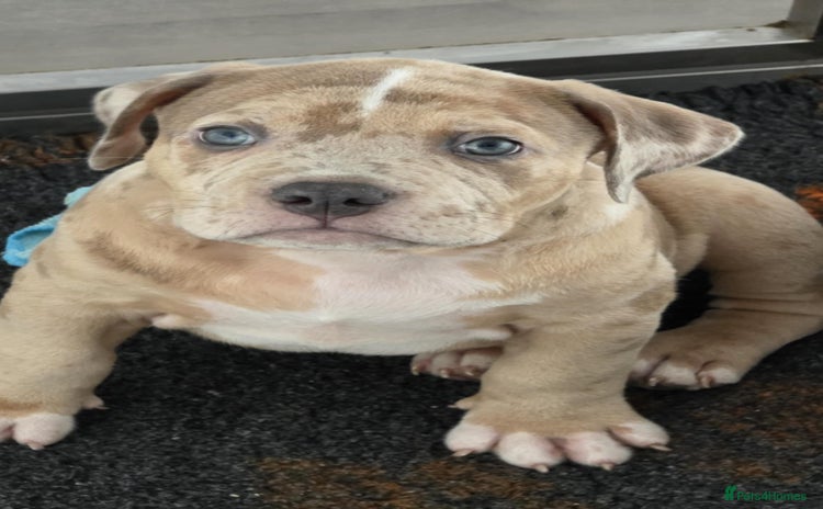 American Bully dogs - Advert 2