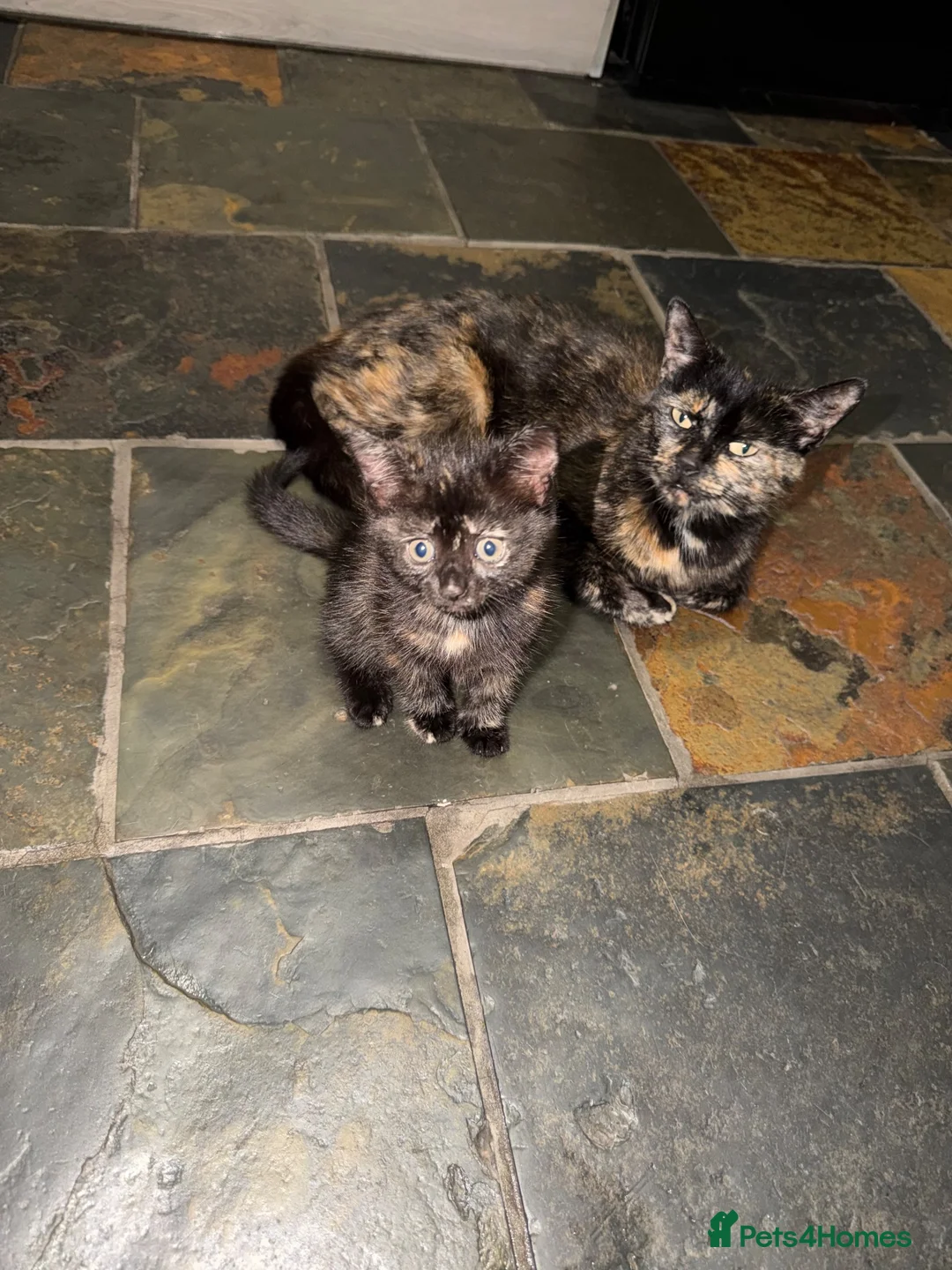 Mixed Breed cats for sale: Tortoiseshell Kitten ready to leave in a few days  - Advert 2