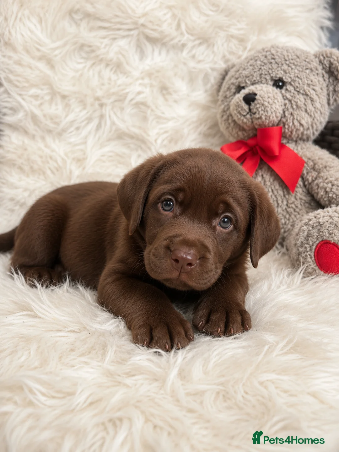 Labrador Retriever dogs for sale: Stunning “Show Type” Labrador pups  - Advert 2