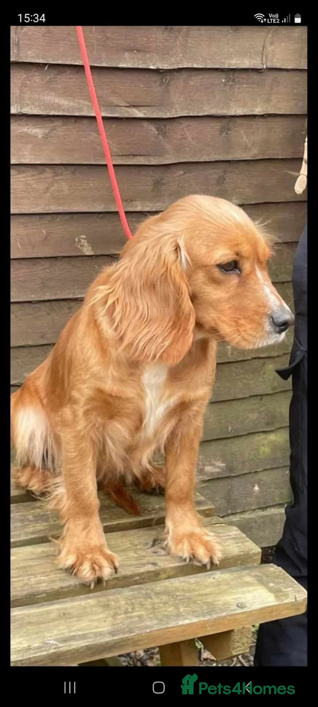 Cocker Spaniel dogs for sale: Girl and Boys cocker spaniels - Advert 2