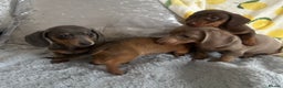 Dachshund dogs for sale: Gorgeous Isabella+tan little boy - Advert 2