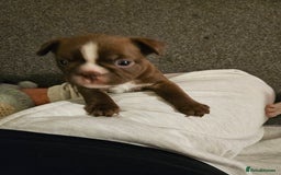 Mixed Breed dogs for sale: Frenchton Pups - Image 16