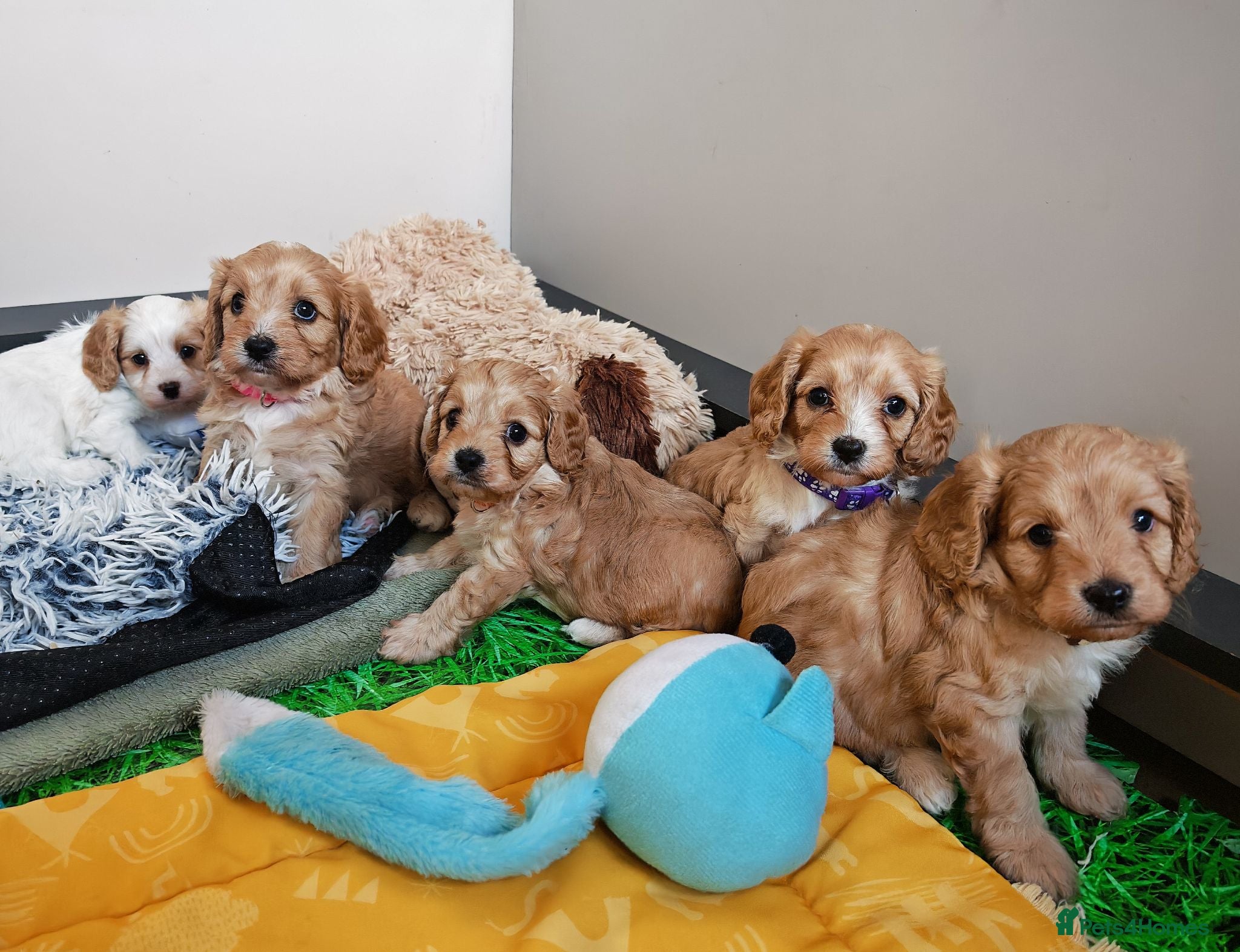 Cavapoo dogs Home breed cavapoo F1/ health tested parents - Advert 1
