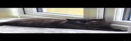 British Shorthair cats for sale: Rehome adorable British Shorthair cats - Advert 5